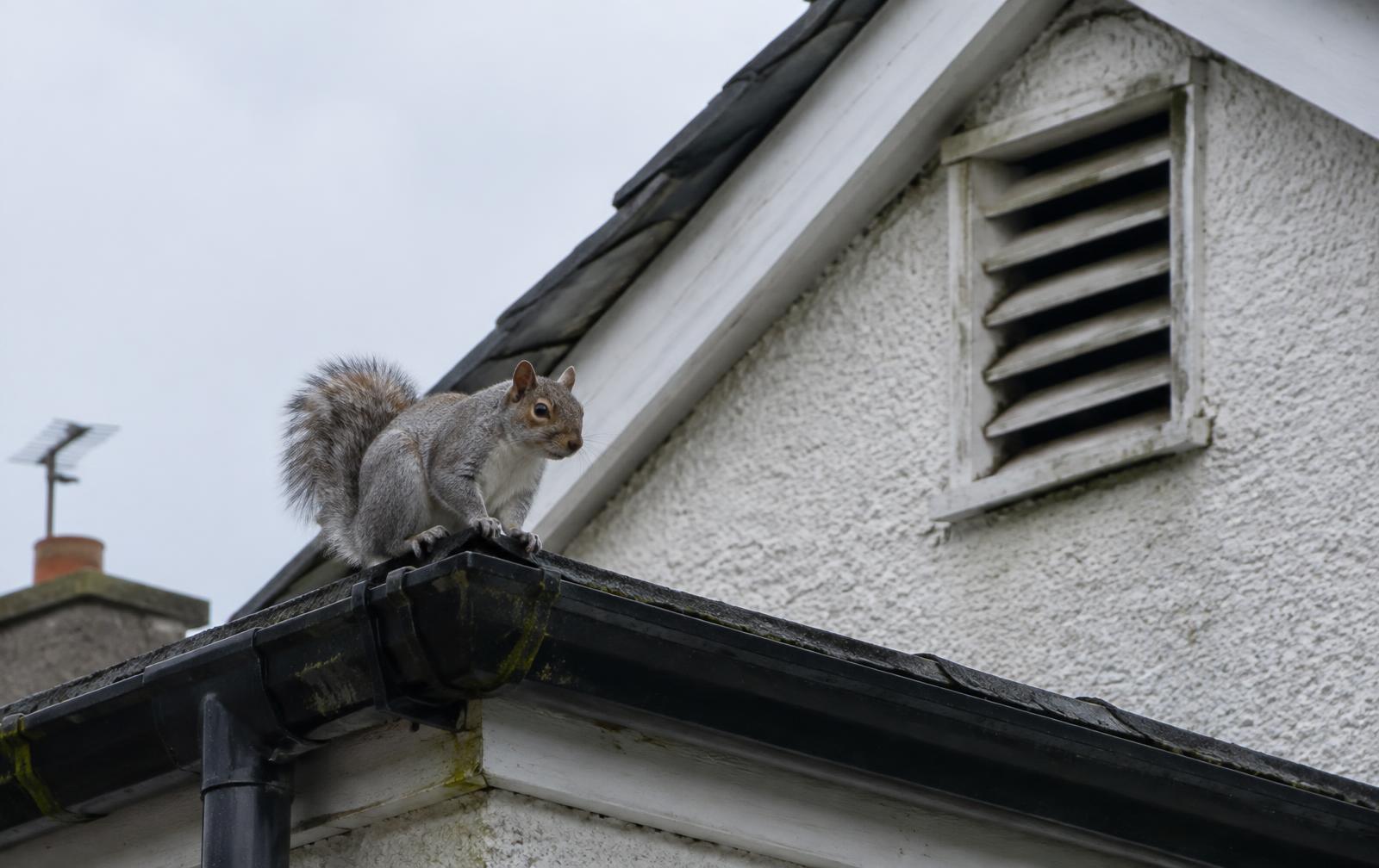 Grey squirrel on the gutter of a Cork house near a roof vent